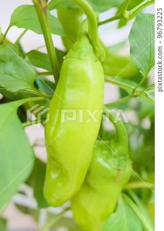 Green chili pepper growing in the field Green chili pepper growing in the field 96793225