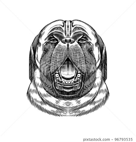 Pedigree English Mastiff. Domestic dog. Animal in vintage style. Retro vector illustration. Doodle 96793535