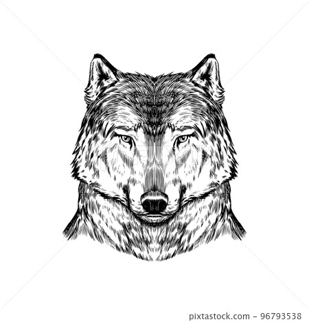 Wild wolf. Forest predator. Animal in vintage style. Retro vector illustration. Doodle style. Hand 96793538