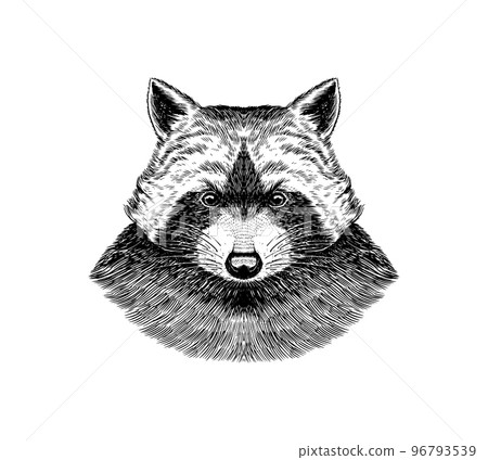 Wild raccoon. Animal in vintage style. Monochrome Vintage style. Engraved hand drawn sketch for 96793539