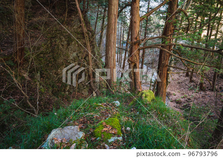 Forest scenery [Omachi City Shrine] 96793796
