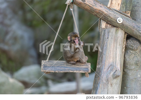 Monkey at Takasakiyama Monkey at Takasakiyama 96793836