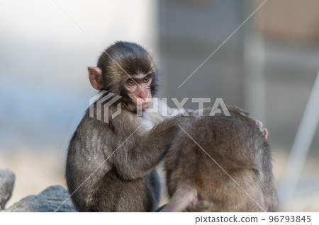 Monkey at Takasakiyama 96793845