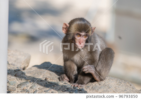 Monkey at Takasakiyama Monkey at Takasakiyama 96793850