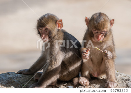 Monkey at Takasakiyama 96793853