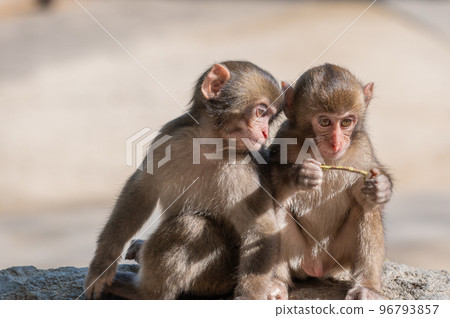 在高崎山的猴子 在高崎山的猴子 96793857