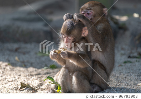 Monkey at Takasakiyama Monkey at Takasakiyama 96793908