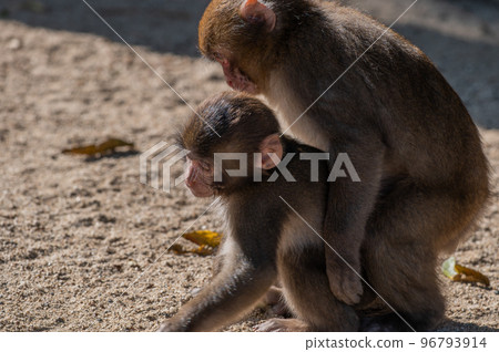 Monkey at Takasakiyama Monkey at Takasakiyama 96793914