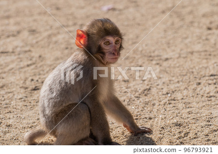 Monkey at Takasakiyama Monkey at Takasakiyama 96793921