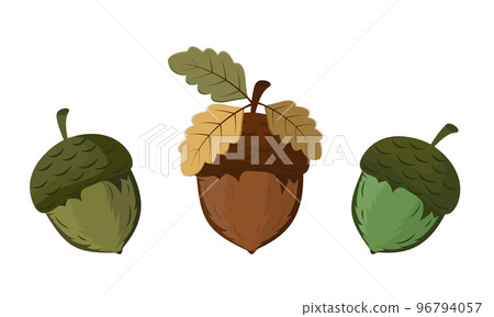 Vector set of acrons on white background.Acron icons Vector set of acrons on white background.Acron icons 96794057