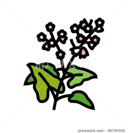 buckwheat plant healthy color icon vector illustration 96794308