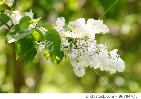 Scented white blooming lilac in domestic garden in spring day. Flowering time causes seasonal allergies in children. 96794473