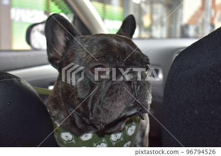 長相可愛的法國鬥牛犬 長相可愛的法國鬥牛犬 96794526