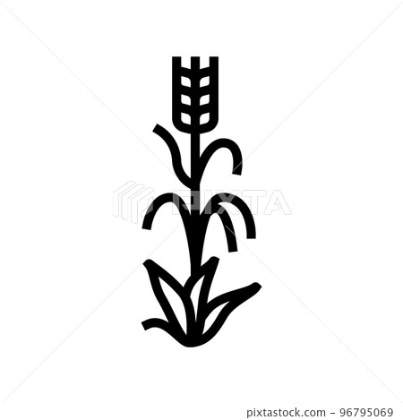 yellow barley plant line icon vector illustration 96795069
