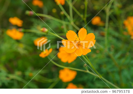 秋天的農村波斯菊開出五顏六色的花 96795378