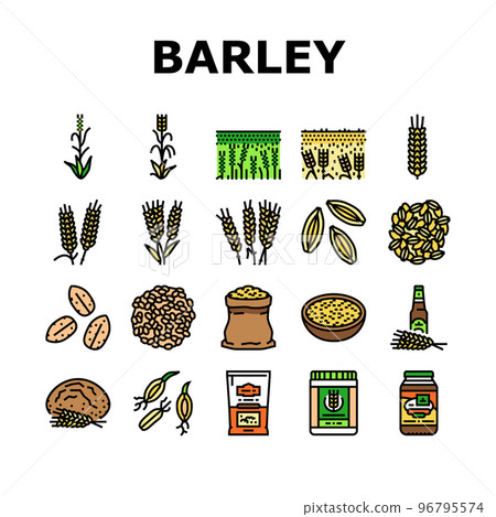 barley cereal grain harvest icons set vector 96795574