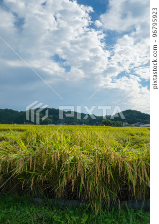 農村的秋天，到了豐收的季節，稻穀豐收，感受大自然的恩惠。 96795923