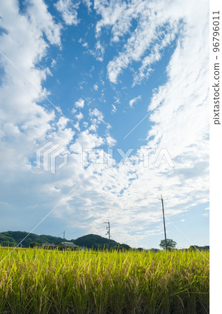 農村的秋天，到了豐收的季節，稻穀豐收，感受大自然的恩惠。 96796011