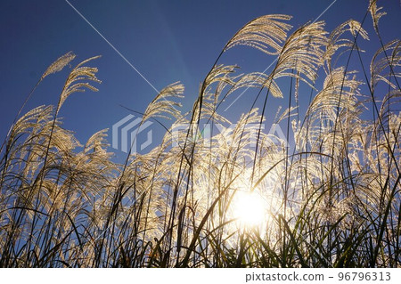 芒草 96796313