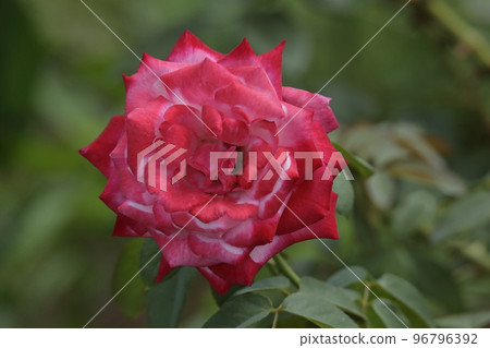 Arao City Ominous Citizen Flower Bed Rose Flower, 96796392