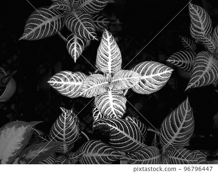 Tropical scent ~Aphelandra Dania~ 96796447