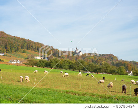 Weinfelden, Switzerland - October 29th 2022: A flock of sheep in front of hills and forests. Weinfelden, Switzerland - October 29th 2022: A flock of sheep in front of hills and forests. 96796454