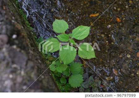 生長在灌溉渠邊緣的一片小綠葉 96797099