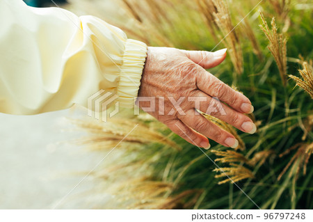 Close up of woman hand reaching for a soft golden pampas grass in autumn season Close up of woman hand reaching for a soft golden pampas grass in autumn season 96797248