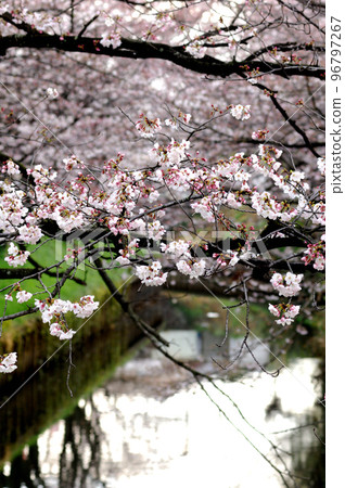 Sakura seen in the neighborhood Sakura seen in the neighborhood 96797267