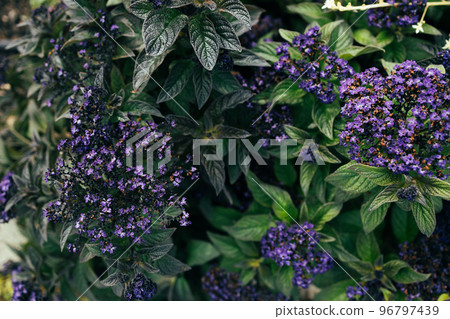 Sweet purple background of grass flower plant, romance background Sweet purple background of grass flower plant, romance background 96797439