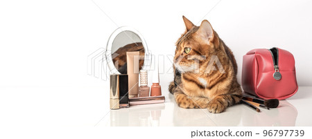 Adorable bengal cat with make-up cosmetics and a mirror 96797739