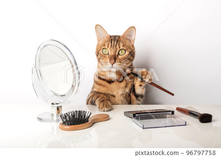 Funny domestic cat makes makeup near the mirror 96797758