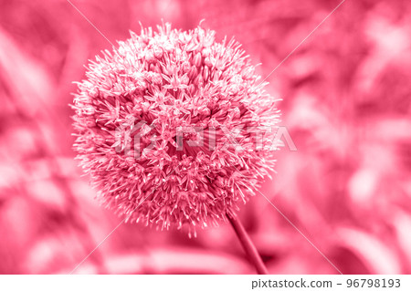 Trendy color of the year 2023. Flower of globular shape toned in viva magenta color. Decorative bulbous perennial plant 96798193