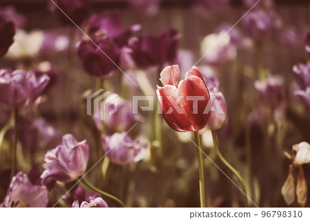 Tulips spring flowers rest saturated shine step 96798310