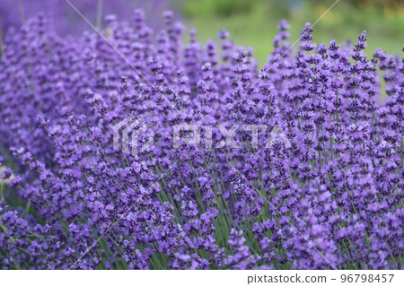 lavender 96798457