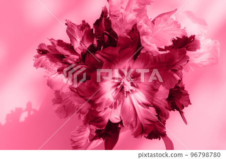 Bunch of Parrot Style Tulips, viva magenta 96798780