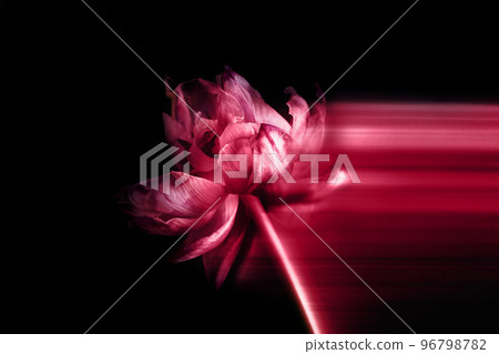 Close up of dried parrot tulip 96798782