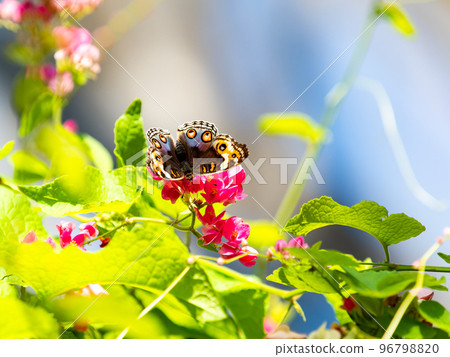 A beautiful butterfly perched on a flower in full bloom Nymphalidae A beautiful butterfly perched on a flower in full bloom Nymphalidae 96798820
