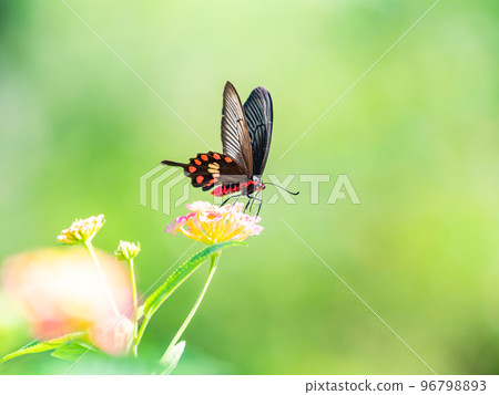 A beautiful butterfly perched on a flower in full bloom Benimon Swallowtail 96798893