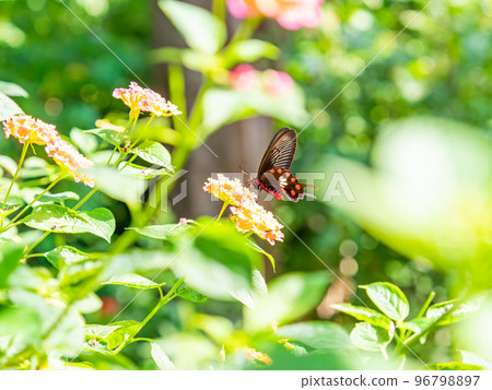 一隻美麗的蝴蝶棲息在一朵盛開的花上 Benimon Swallowtail 96798897