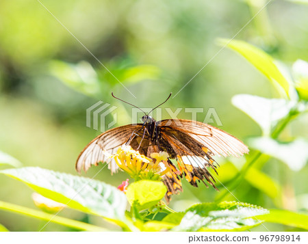 A beautiful butterfly perched on a flower in full bloom Swallowtail butterfly A beautiful butterfly perched on a flower in full bloom Swallowtail butterfly 96798914