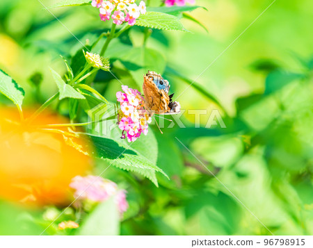 A beautiful butterfly perched on a flower in full bloom Nymphalidae 96798915
