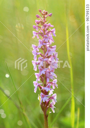Beautiful chalk fragrant orchid blooming 96799133