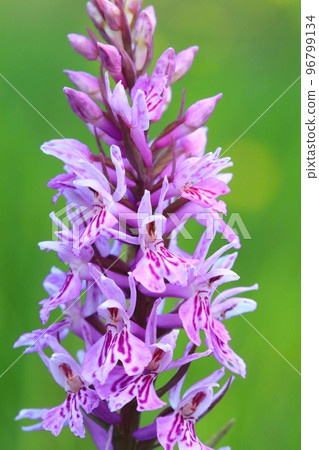 The common spotted orchid blooming 96799134