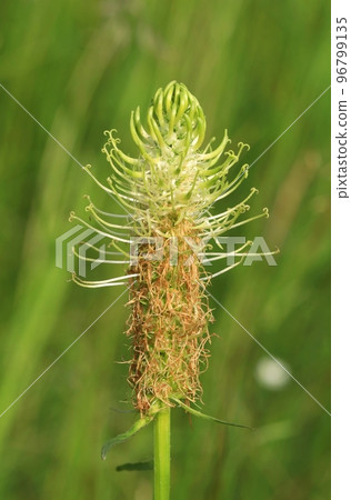 The spiked rampion flower blooming The spiked rampion flower blooming 96799135