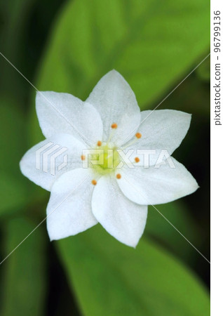 Tender arctic starflower blooming Tender arctic starflower blooming 96799136