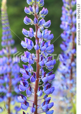 Large leaved lupine flower blooming Large leaved lupine flower blooming 96799137
