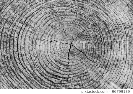 Wood texture of cut tree Cut of a tree Wood texture of cut tree Cut of a tree 96799189