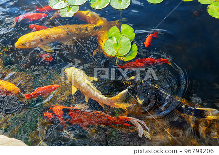 Colorful decorative fish The goldfish floats in an artificial pond 96799206