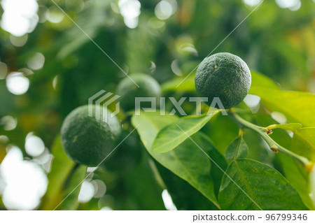 Branch of oranges with green leaves on the tree, Spain, Valencia Branch of oranges with green leaves on the tree, Spain, Valencia 96799346